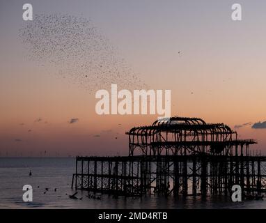 Murmuration of starlings over the ruins of West Pier, Brighton UK. Photographed at dusk, January 2023. Stock Photo