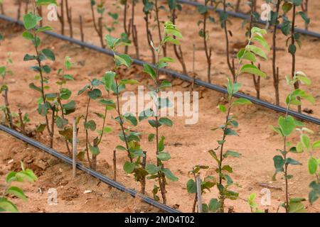 Detail of some rows of young trees (seedlings) of a variety of persimmon planted in the field and irrigated by drip Stock Photo