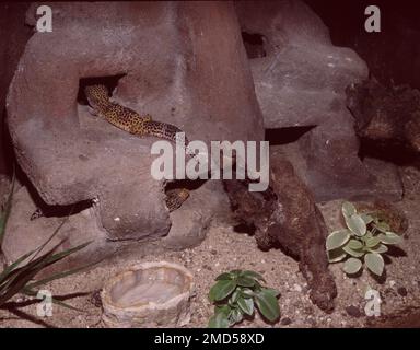 Desertic terrarium for Leopard gecko (Eublepharis macularius)