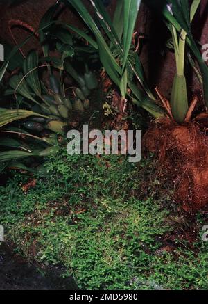 Java moss (Vesicularia dubyana) Stock Photo