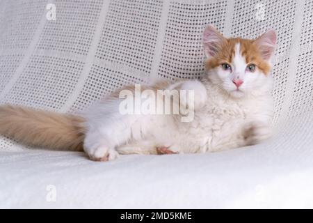 Portrait of sweet orange ginger fluffy longhair mongrel cat kitten kitty pet lying on white cotton plaid at home, raising paws, playing, looking at ca Stock Photo