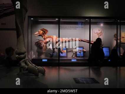 Vienna, Austria, Dec. 2019: The Museum of Natural History (Naturhistorisches Museum) interior. Model of Deinonychus Stock Photo