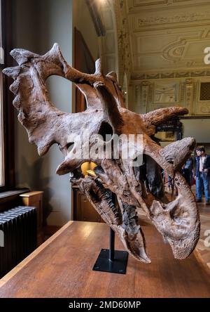 Vienna, Austria, Dec. 2019: Triceratops skull fossil collection exhibiton hall in the Museum of Natural History (Naturhistorisches Museum) Stock Photo