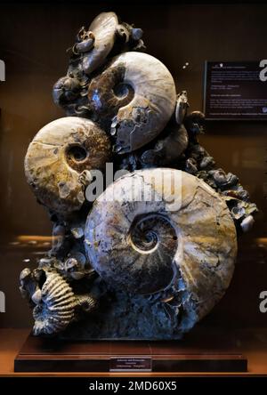 Vienna, Austria, Dec. 2019: Exposition of crystalized ammonite fossil in the Museum of Natural Historyin the Museum of Natural History Stock Photo