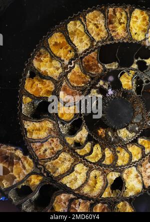 Vienna, Austria, Dec. 2019: Exposition of crystalized ammonite fossil in the Museum of Natural Historyin the Museum of Natural History Stock Photo