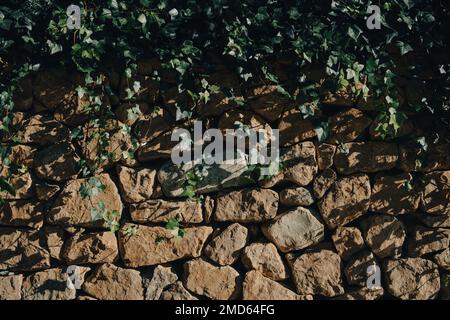 Natural green Canary Ivy branches with abundant green foliage on masonry wall of stones n sunny day outdoors Stock Photo
