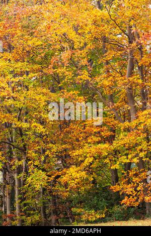 Trees in colourful autumnal foliage Stock Photo