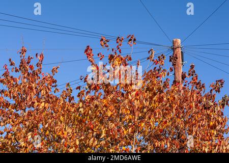 Trees in autumnal foliage with telegraph pole Stock Photo