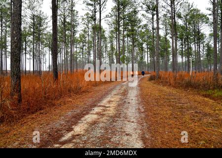 dirt path hiking trail through the tall pine tree forest Stock Photo
