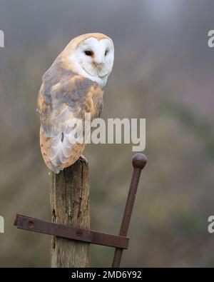 Barn Owl perched on a post Stock Photo