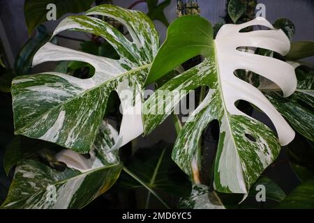 Stunning variegated leaves of Monstera Albo Borsigiana, a rare and popular tropical houseplant Stock Photo