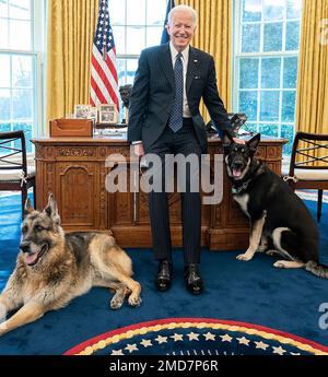 Reportage: President Joe Biden poses with the Biden family dogs Champ and Major Tuesday, Feb. 9, 2021, in the Oval Office of the White House. Stock Photo