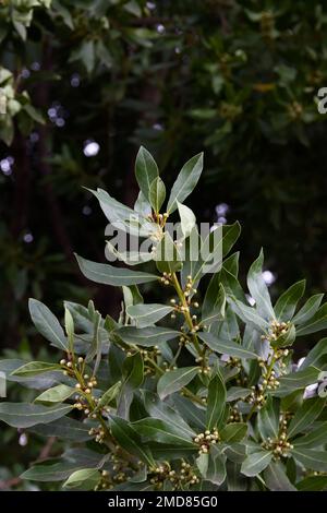 Close-up of some branches with leaves on a laurel tree with flower buds. Image with copy space Stock Photo