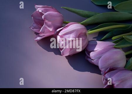 beautiful purple tulips on purple background with copy space Stock Photo