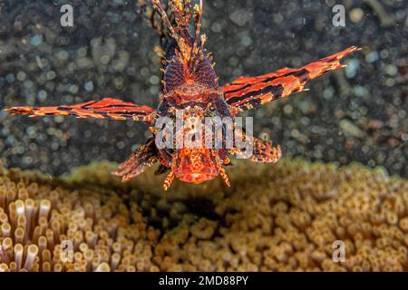 Dendrochirus biocellatus, the twospot turkeyfish, twinspot lionfish, twoeyed lionfish or ocellated lionfish, is a species of marine ray-finned fish be Stock Photo