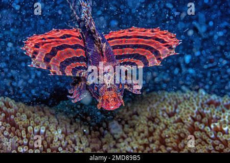 Dendrochirus biocellatus, the twospot turkeyfish, twinspot lionfish, twoeyed lionfish or ocellated lionfish, is a species of marine ray-finned fish be Stock Photo