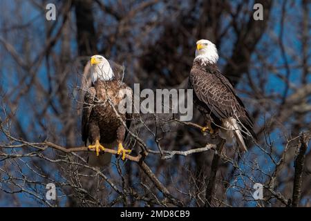 Two eagles perched along the Haw River in NC. Stock Photo