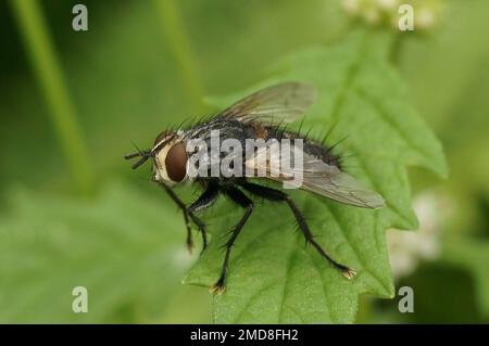Detailed closeup on a European hairy tachinid fly, Eurithia anthophila, sitting on a green leaf Stock Photo