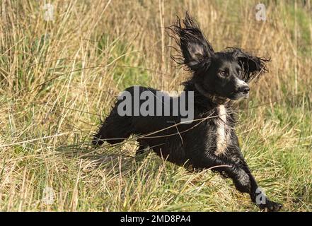 Black and white cocker spaniel Stock Photo