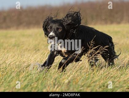 Active cocker spaniel Stock Photo