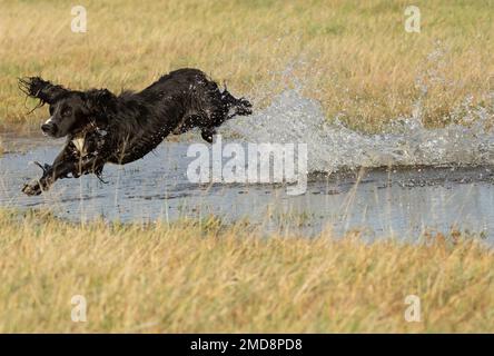 cocker spaniel jumping over water Stock Photo