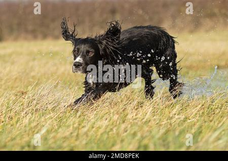 cocker spaniel dog running through water Stock Photo