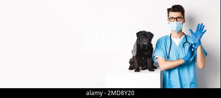 Handsome vet doctor in veterinarian clinic put on gloves and medical mask, examining cute little dog pug, white background Stock Photo