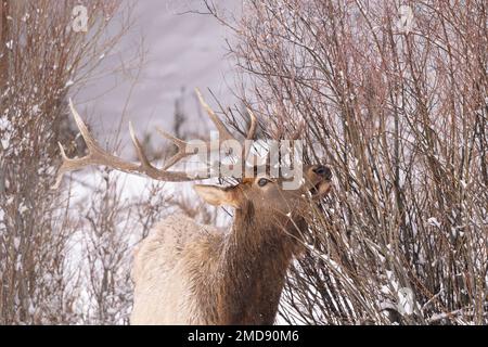 Elk Feeding on Willows, Yellowstone Stock Photo