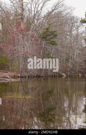 This wetland surrounds part of Salem, NH. Just down the road is Canobie Lake Park a large amusement park with all types of rides and entertainment. Bu Stock Photo