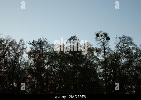 Autumn background: tree silhouettes against the sky Stock Photo