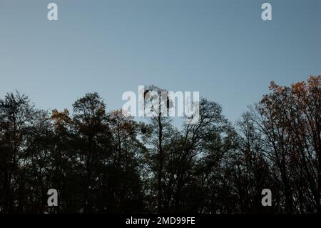 Autumn background: tree silhouettes against the sky Stock Photo