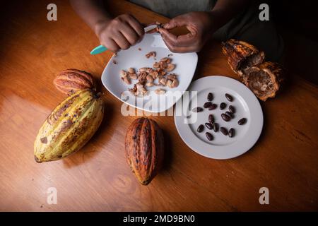 A woman cleans cocoa beans during the chocolate making process Stock Photo