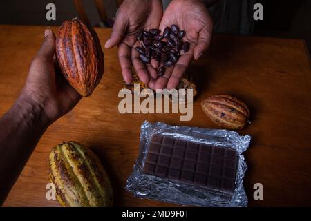 Two chocolate makers are holding cocoa pods with the extracted cocoa beans in their hands Stock Photo