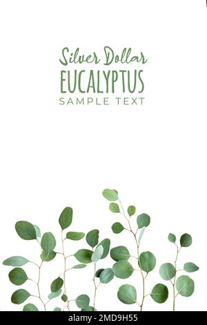 Eucalyptus twigs, decorative border isolated on white background. Delicate grey green silver dollar eucalyptus leaves, copy-space, text space. Flat la Stock Photo