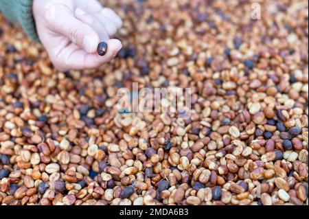 Farmers sort rotten and fresh coffee beans before drying. traditional coffee-making process. The Coffee production, natural sun dry of honey process, Stock Photo