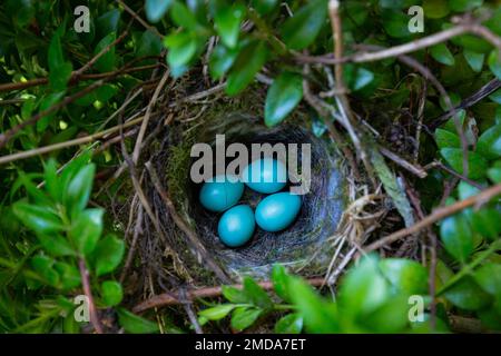 Dunnock [ Prunella modularis ] nest in shrub with 4 eggs Stock Photo