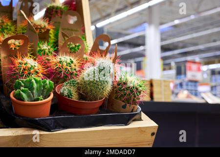 Decorative small cacti in a plant store. Exotic houseplants Stock Photo