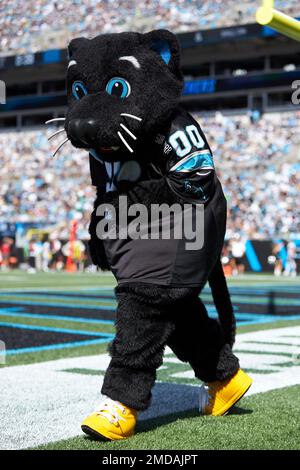 Sir Purr getting ready for the game