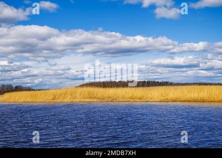 Selective soft focus of beach dry grass. yellow reeds on the sea. Nature, summer, grass concept. Stock Photo