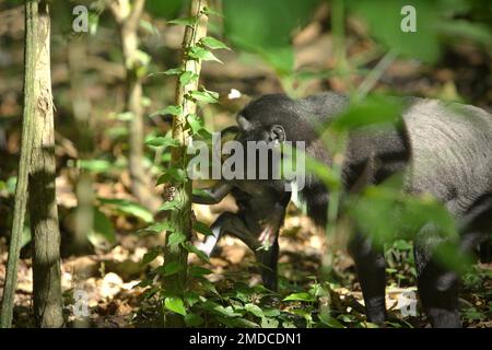 An offspring of Sulawesi black-crested macaque (Macaca nigra) is standing on forest floor as an adult female individual is carefully taking her of it during a weaning period in Tangkoko Nature Reserve, North Sulawesi, Indonesia. The interactions between ecological and social factors have a significant effect on the survival of crested macaque offsprings, according to a research paper by scientists at Macaca Nigra Project. One of the main social factors is the number of females in the group. 'Crested macaque groups with more adult females are better able to defend resources against other groups Stock Photo