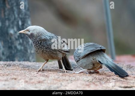 Yellow-billed babbler (Argya affinis) observed in Hampi in Karnataka, India Stock Photo