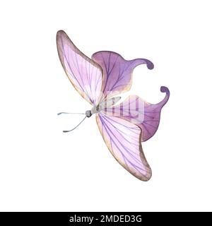 realistic Violet butterfly with detailed wings isolated on white ...