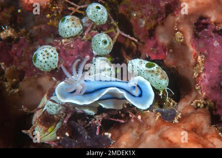 Closeup of a  colorful Nudibranch a sea slug crawling on coral Stock Photo