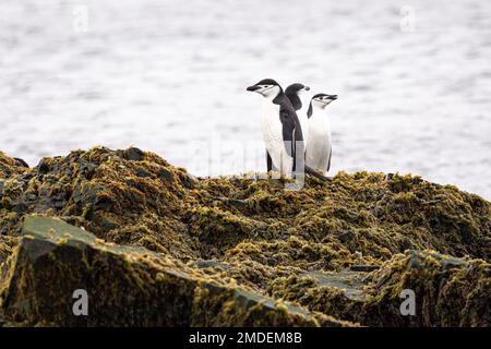 Three Chinstrap penguins (Pygoscelis antarcticus) stand together on a large rock covered in seaweed on a bleak day in the Antarctic. Stock Photo