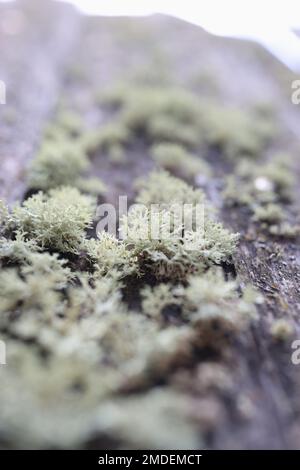Colony of green lichen growing on old wooden surface. Stock Photo