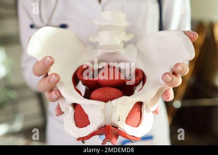 Close-up of model of female pelvis with muscles in hands of gynecologist. Stock Photo