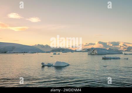 it is late in the evening when the sun sets over the ice covered mountains and floating icebergs and turns the snow golden. Stock Photo