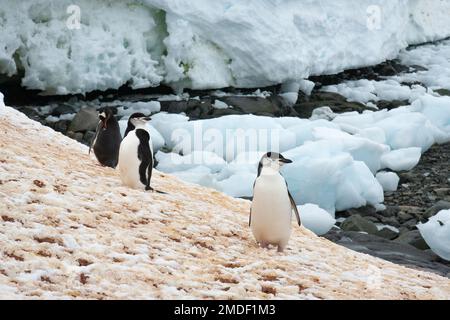 A group of chinstrap penguins (Pygoscelis antarctica) and a Gentoo penguin (Pygoscelis papua) stand on unmelted snow near their breeding colony. Stock Photo