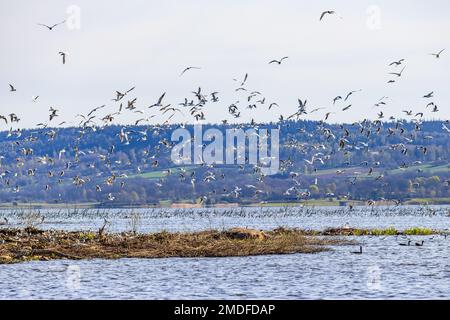 Flock of Black headed gulls flying Stock Photo