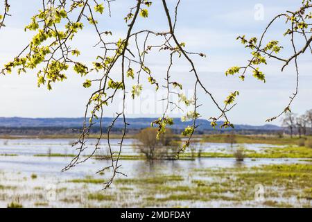 Lush tree branches by a lake in spring Stock Photo